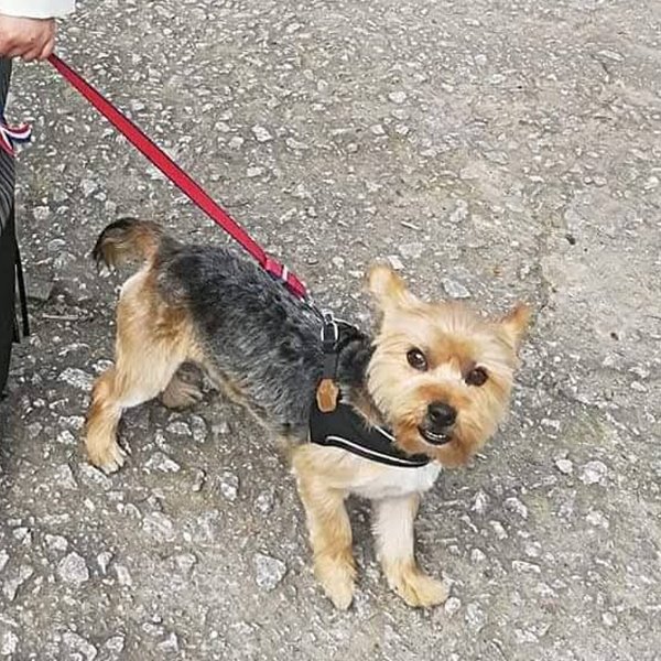 Yorkie con arnés negro paseando con su correa roja