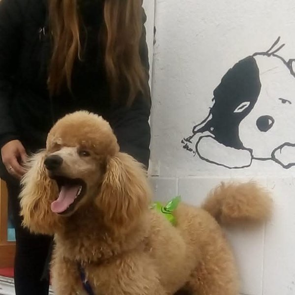 Poodle color damasco feliz con su moño verde