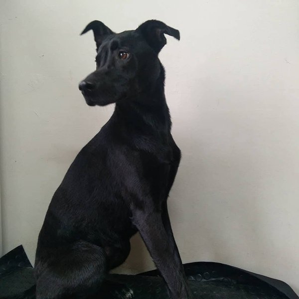 Perrita negra sentada posando de perfil