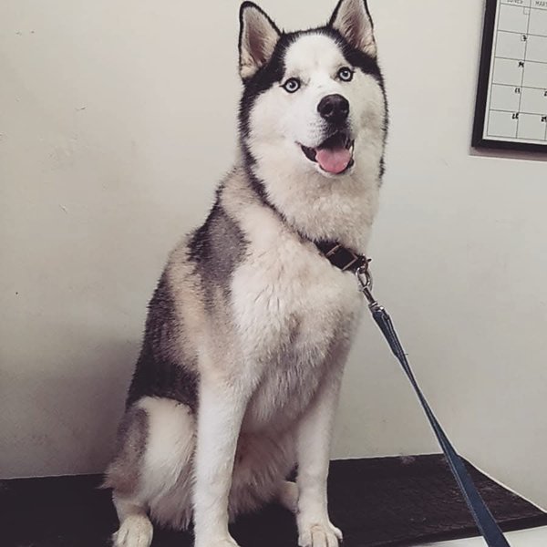 Husky siberiano de ojos azules sentado y sonriente