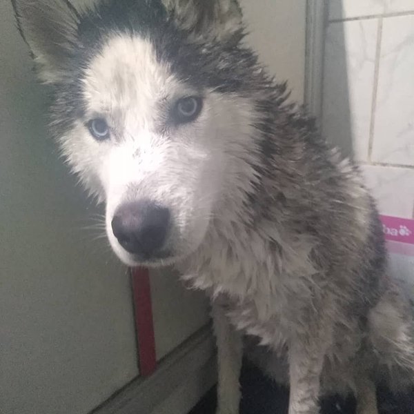 Husky recién bañado con el pelo mojado